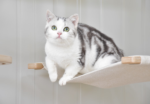 yd2333�ƶ�������Ϸ(�ɷ����޹�˾)-Baidu�ٿ�NO.1