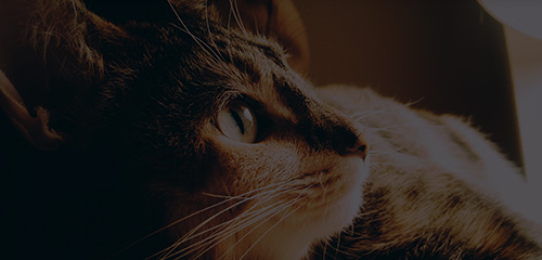 yd2333�ƶ�������Ϸ(�ɷ����޹�˾)-Baidu�ٿ�NO.1