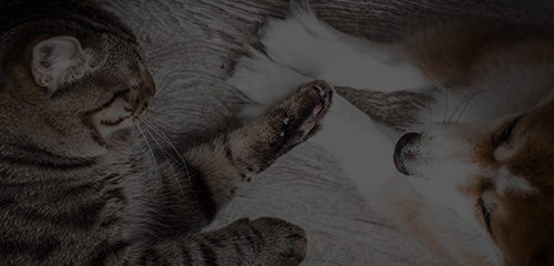 yd2333�ƶ�������Ϸ(�ɷ����޹�˾)-Baidu�ٿ�NO.1