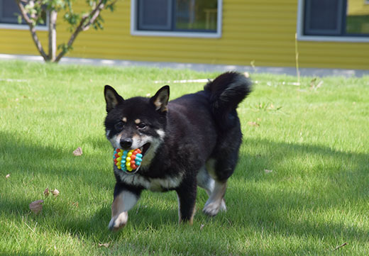 yd2333�ƶ�������Ϸ(�ɷ����޹�˾)-Baidu�ٿ�NO.1